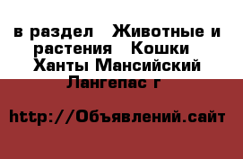  в раздел : Животные и растения » Кошки . Ханты-Мансийский,Лангепас г.